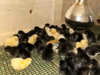 Chickens — zdjęcie 1