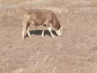 雌牛, Swiss cattle — 写真 3