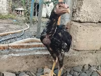 Chickens — عکس 2