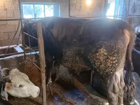 گاو نر, Swiss cattle — عکس 7