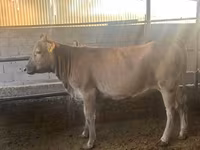 گاو ماده, Swiss cattle — عکس 2