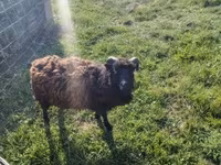 Schaap, Ouessant sheep — foto 4