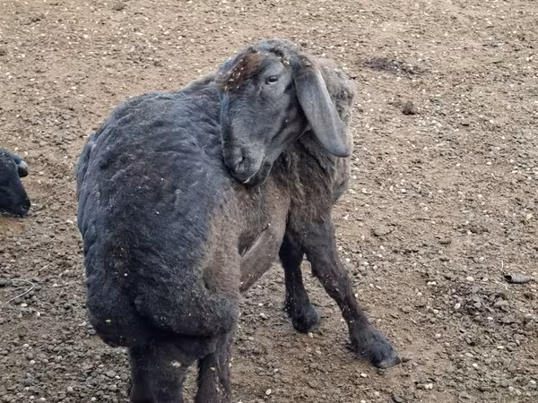 雄羊, Karakul sheep