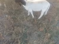 بھیڑ, Dorper sheep — تصویر 1