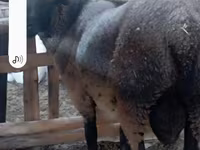 قوچ, Romanov sheep — عکس 4