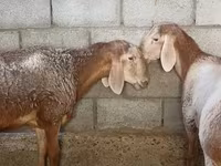 母羊, Arashan sheep — 照片 3