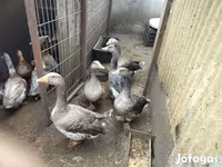 Geese — Foto 6