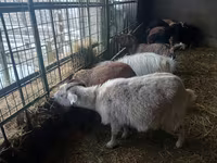 Capra, Alpine goat — foto 2