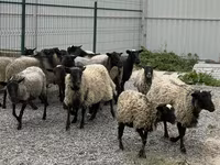 Koyun, Romanov sheep — foto 2