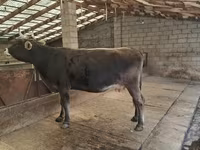 암소, Swiss cattle — 사진 1