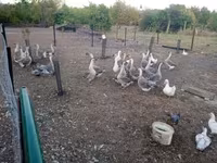 Geese — foto 2