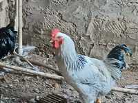 Chickens — عکس 1