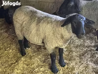 Vædder, White Suffolk sheep — foto 2