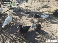 Ducks — รูปภาพ 1