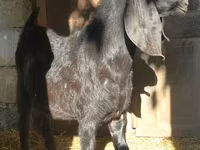 แพะตัวผู้, Kamori goats — รูปภาพ 2