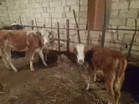 Krava, Simmental cattle — foto 1
