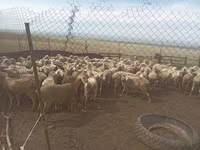 የጎትት አውራ በግ, Sheep — ፎቶ 5