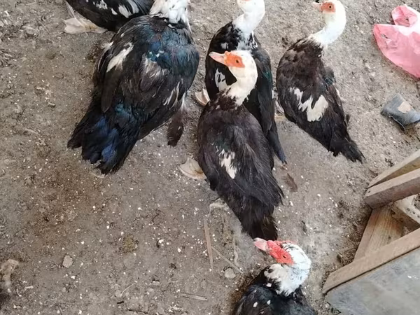 Ducks