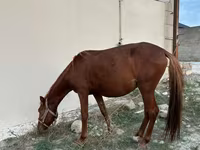اسب نر, Karabakh horse — عکس 2