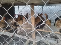 Chickens — foto 2