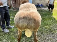 मेढ़ा, Arashan sheep — फ़ोटो 3