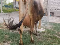 Lembu betina, Cattle — foto 8