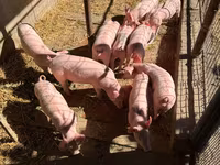 Cinghiale, Пьетрен — foto 4