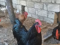 Chickens — zdjęcie 5