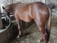 Faras, Horses — sawirka 2