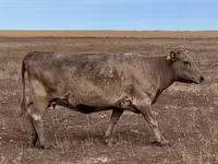 Kuh, Latvian Blue cattle — Foto 3