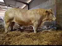 Banteng, Cast cow — foto 2