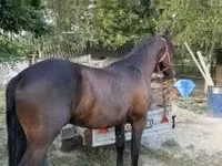 Айғыр, Friesian — 2-сурет