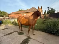 Égua, Haflinger — foto 1