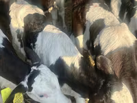 Sapi (batch, jenis kelamin tidak disebutkan), Russian Black pied cattle — foto 5