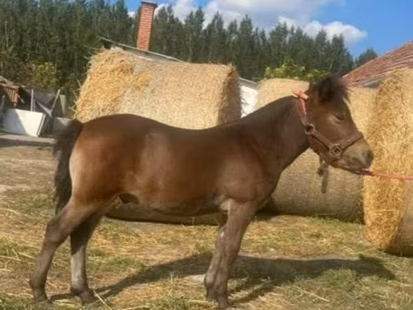 Horse (M), Horses