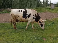 Krava, Holštýnské plemeno — foto 5