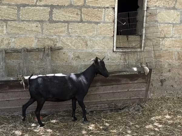 Koza, Murcia-Granada goats