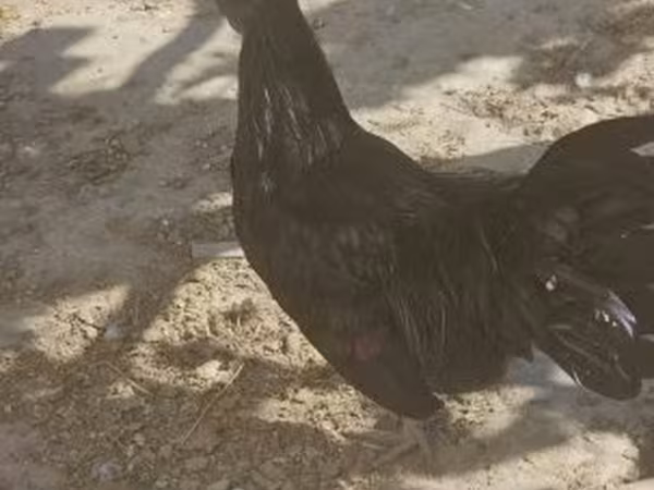 Ayam Cemani