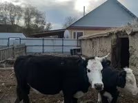 암소, Latvian Blue cattle — 사진 5