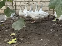 Geese — புகைப்படம் 2