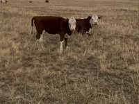 Vacă, Vaca kazahă cu cap alb — foto 4