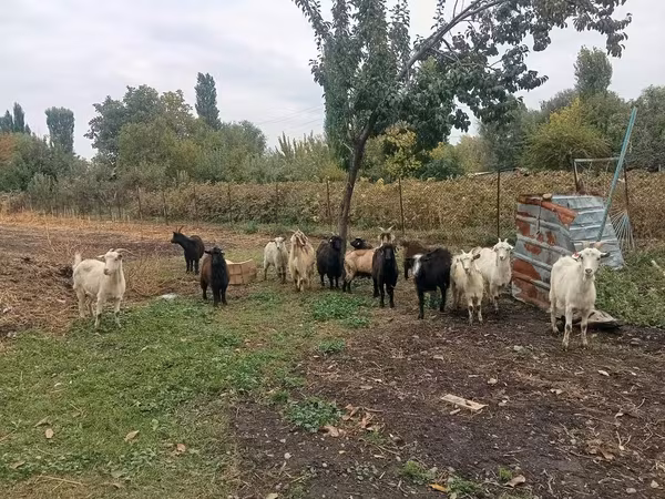 Էգ այծ, Alpine goat