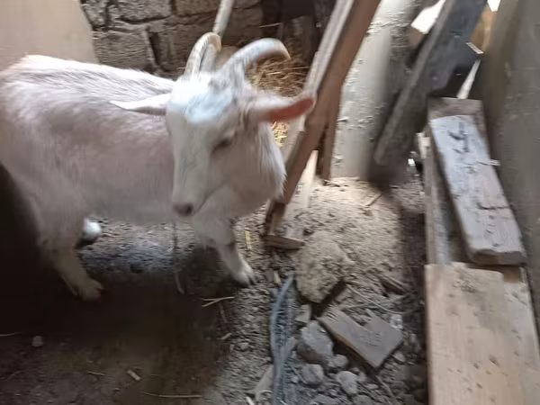 بز ماده, Saanen goat