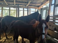 گھوڑی, گھوڑے — تصویر 3