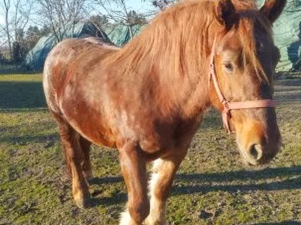 Бие, Hungarian horse breed