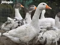 Geese — foto 1