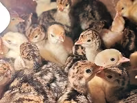Turkeys — عکس 2