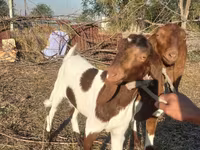 Ешкі, Kamori goats — 3-сурет
