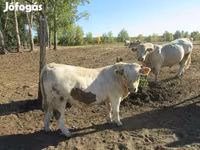 วัวตัวผู้, Charolais cattle — รูปภาพ 3
