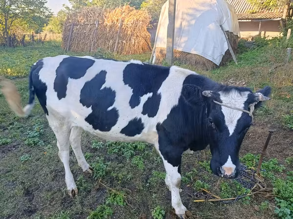सांड, Russian Black pied cattle